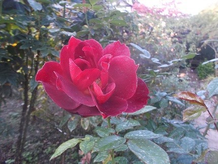 f:id:fujiwarakominka:20211027160142j:plain