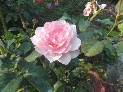 f:id:fujiwarakominka:20211027160442j:plain