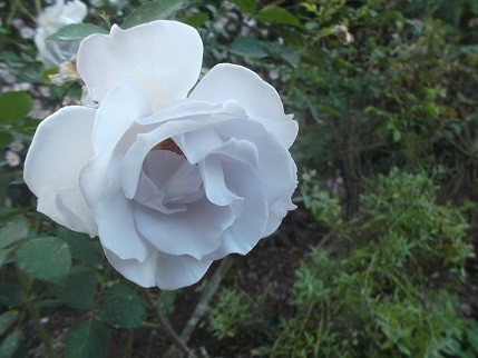 f:id:fujiwarakominka:20211027160849j:plain