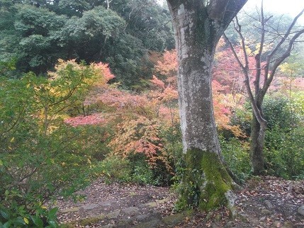 f:id:fujiwarakominka:20211114083348j:plain