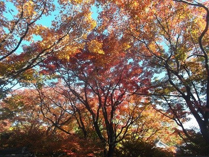 f:id:fujiwarakominka:20211128101841j:plain