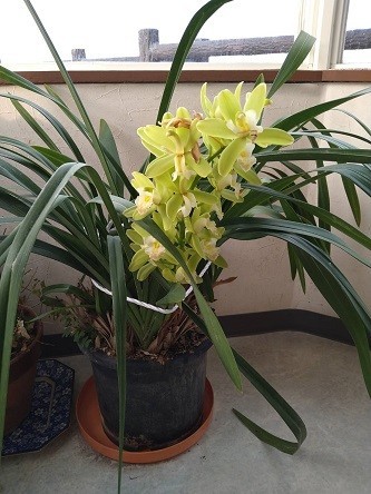 f:id:fujiwarakominka:20220128082804j:plain