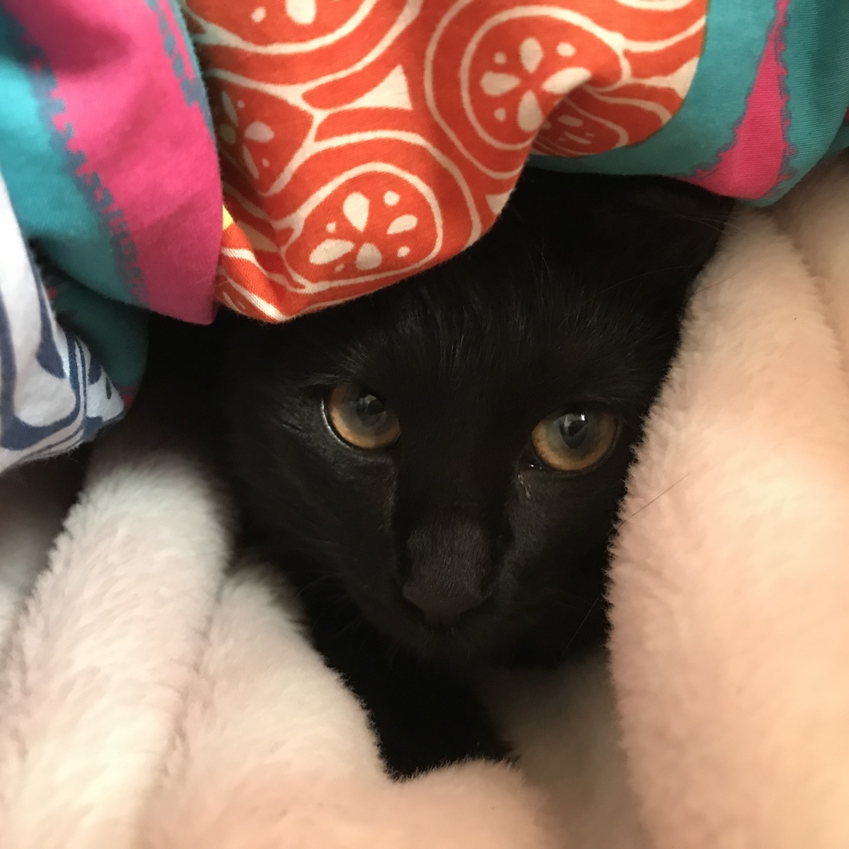 f:id:fujiwaram:20190210111646j:plain