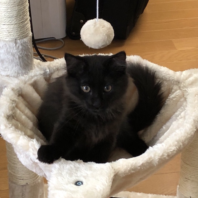 f:id:fujiwaram:20190517220758j:plain