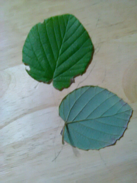 f:id:fujiyamaji:20211012203032j:plain