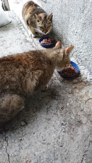 f:id:fujiyo311:20200309130546j:image