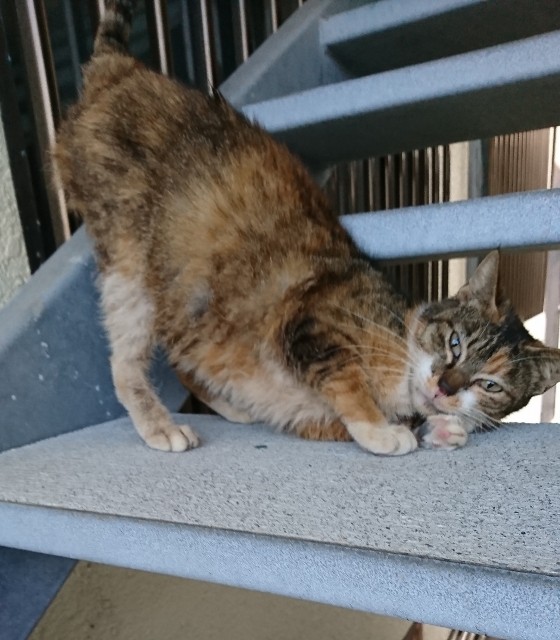 f:id:fujiyo311:20200309130848j:image