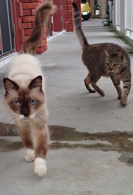 f:id:fujiyo311:20200309131220j:image