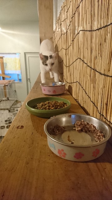 f:id:fujiyo311:20200309132051j:image