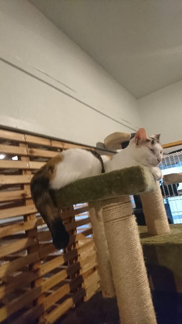 f:id:fujiyo311:20200309132206j:image