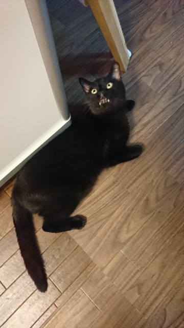 f:id:fujiyo311:20200309132311j:image