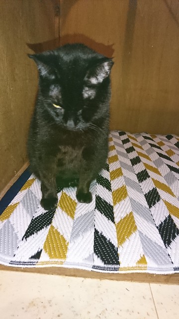 f:id:fujiyo311:20200309212912j:image