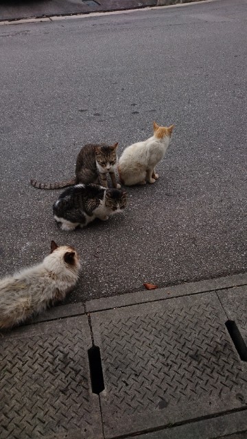 f:id:fujiyo311:20200311180417j:image