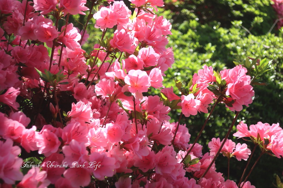 f:id:fuk-uraraco:20170503224233j:plain f:id:fuk-uraraco:20170503224233j:plain