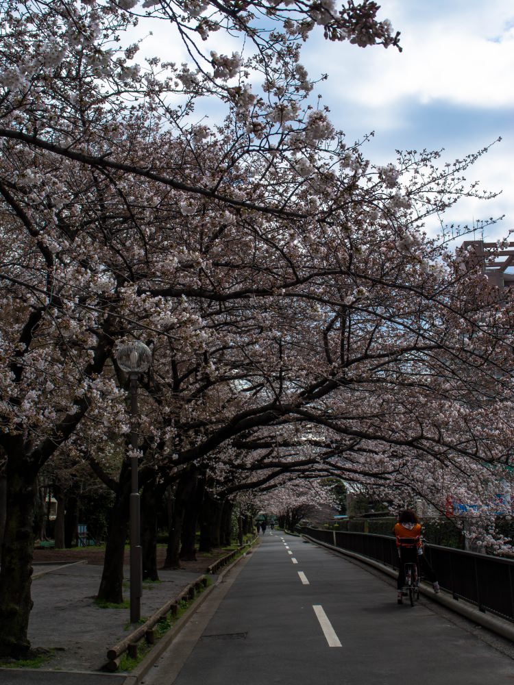 仙台堀川公園の桜並木 Fukagawa1953 S Diary