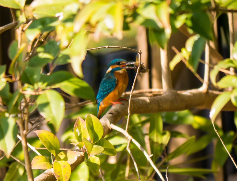 f:id:fukagawa1953:20190130185236j:plain