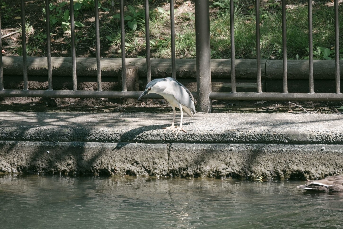 f:id:fukagawa1953:20190625172602j:plain