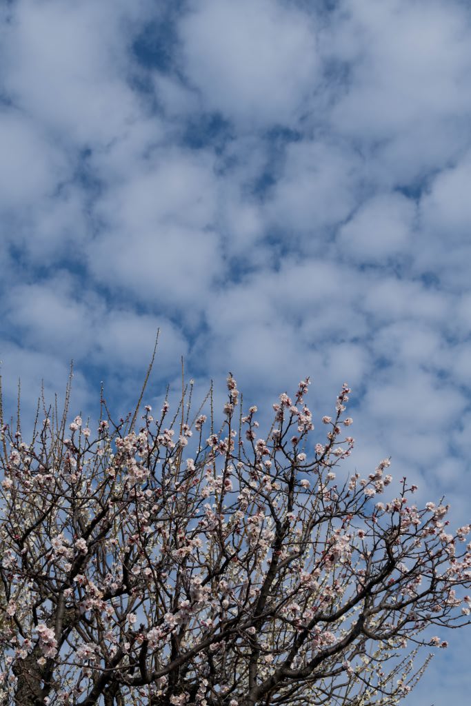 f:id:fukagawa1953:20200220113925j:plain