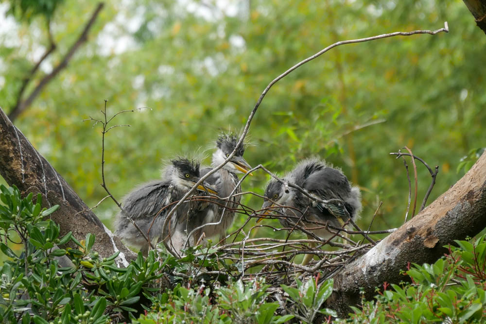 f:id:fukagawa1953:20200521190115j:plain