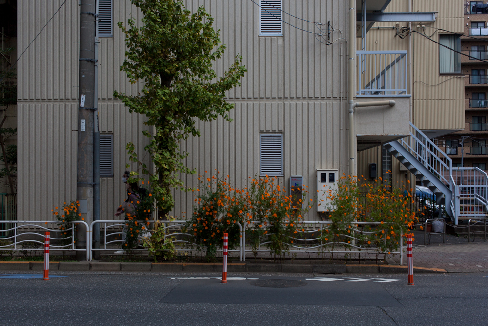 f:id:fukagawa1953:20201124194946j:plain