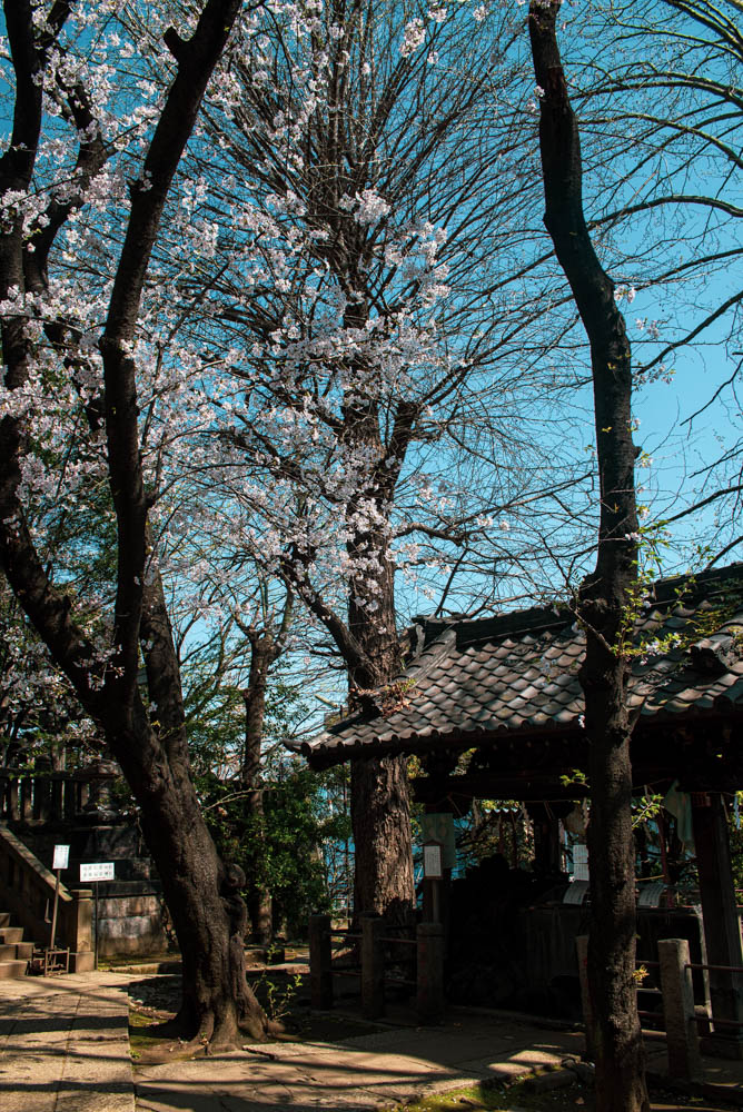 f:id:fukagawa1953:20210327115636j:plain