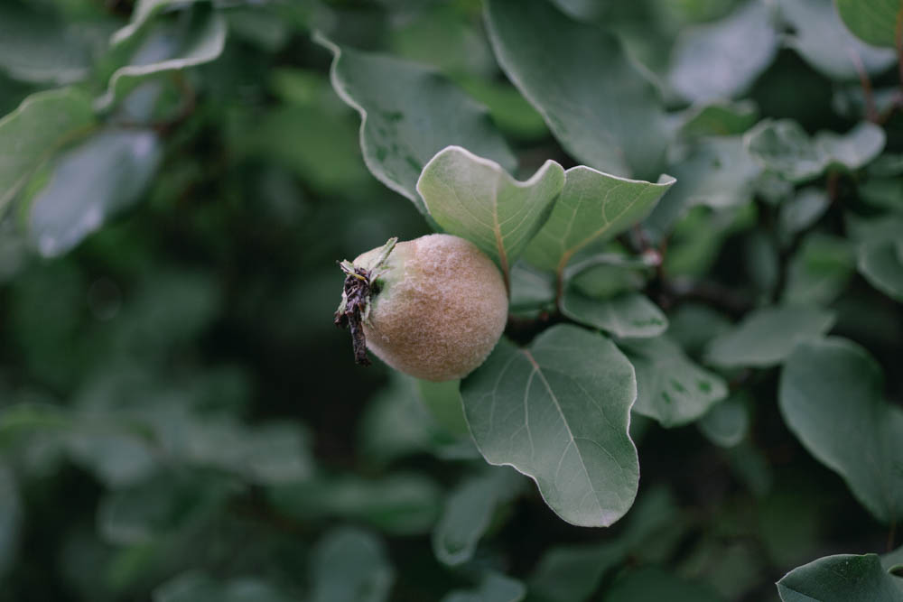 f:id:fukagawa1953:20210608063924j:plain