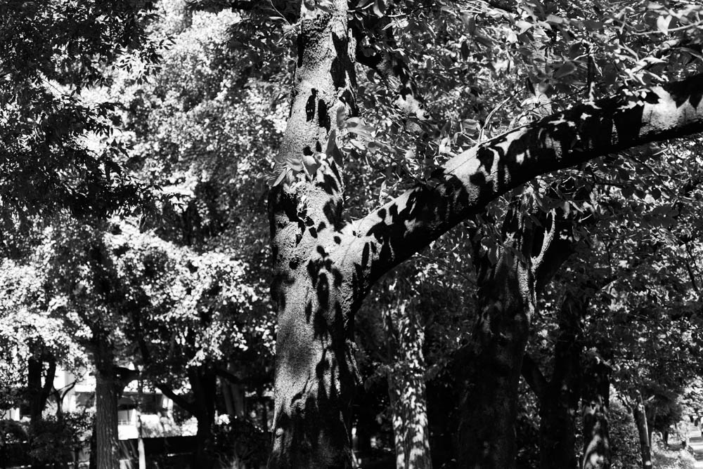 f:id:fukagawa1953:20210615152545j:plain