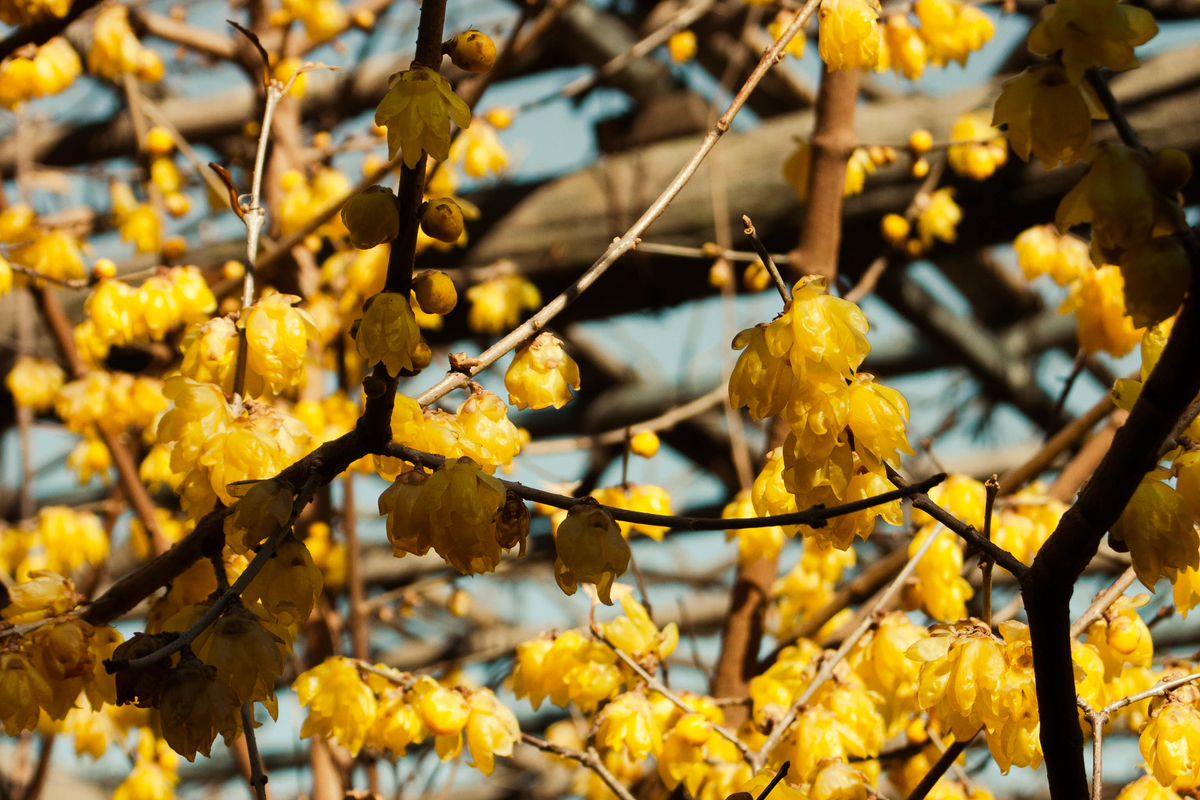 f:id:fukagawa1953:20220131152044j:plain
