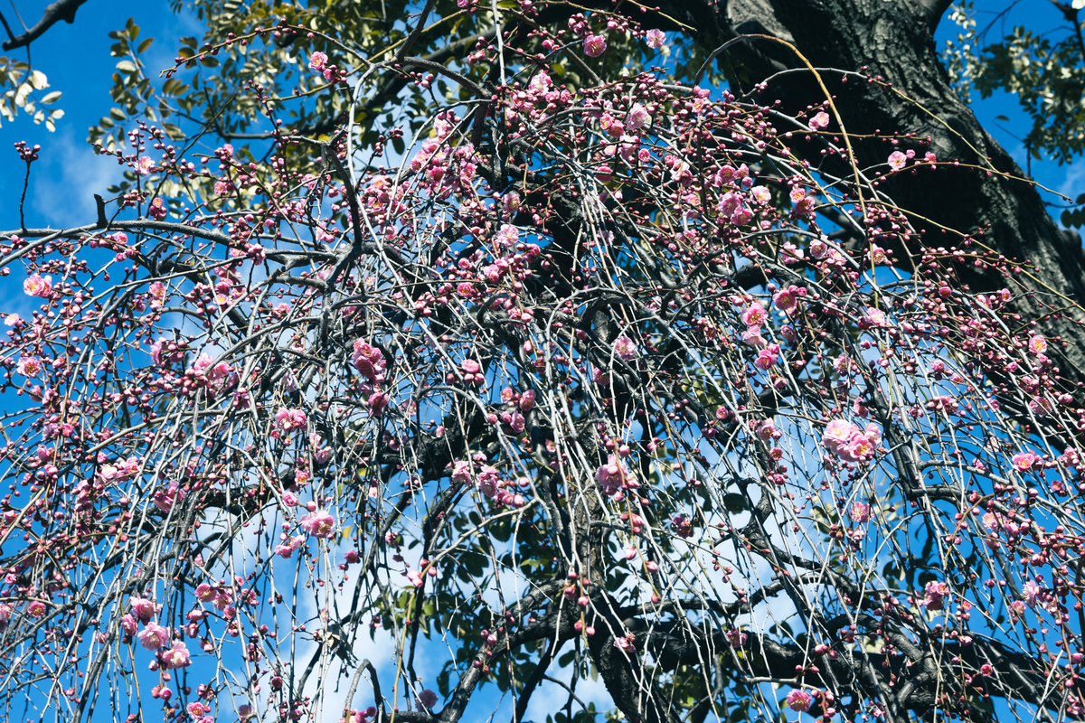 f:id:fukagawa1953:20220221114459j:plain