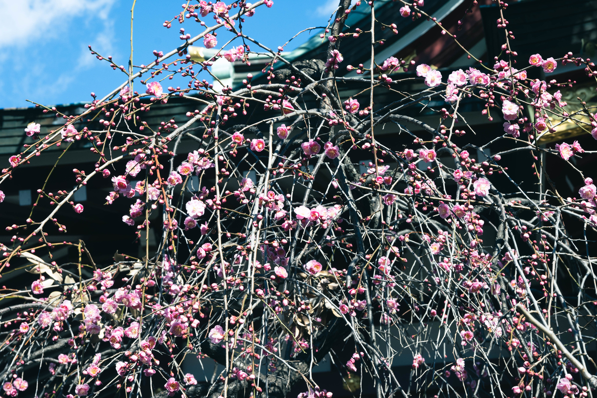 f:id:fukagawa1953:20220221114536j:plain