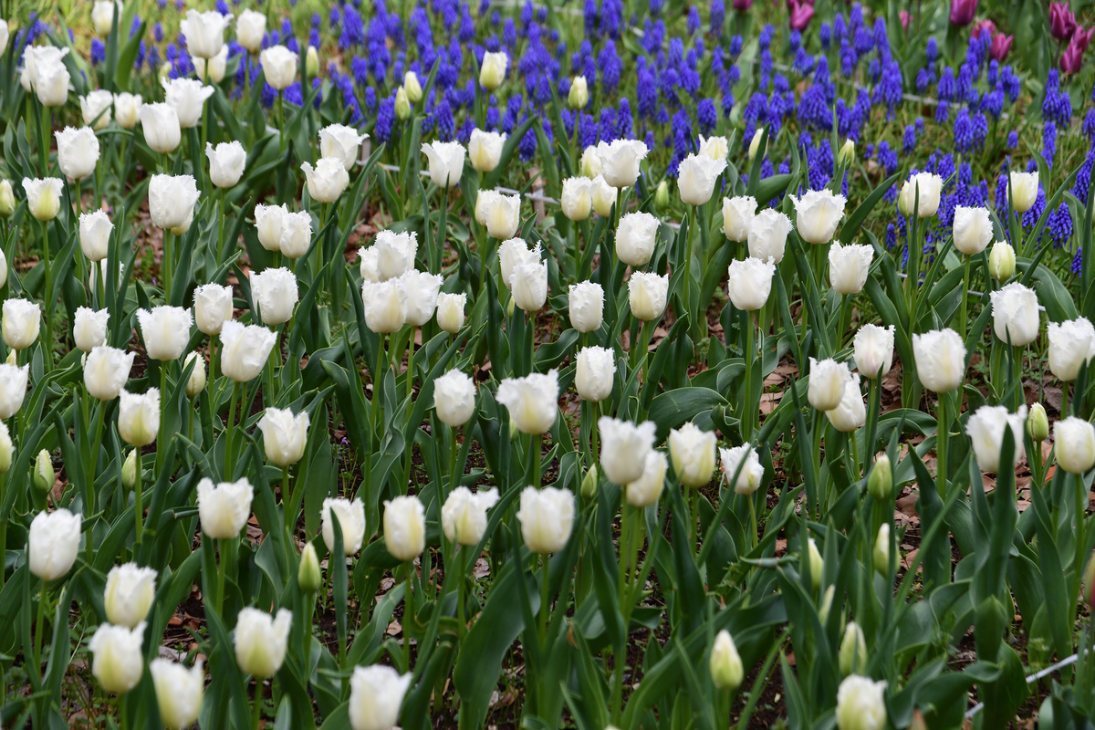 f:id:fukagawa1953:20220406102653j:plain