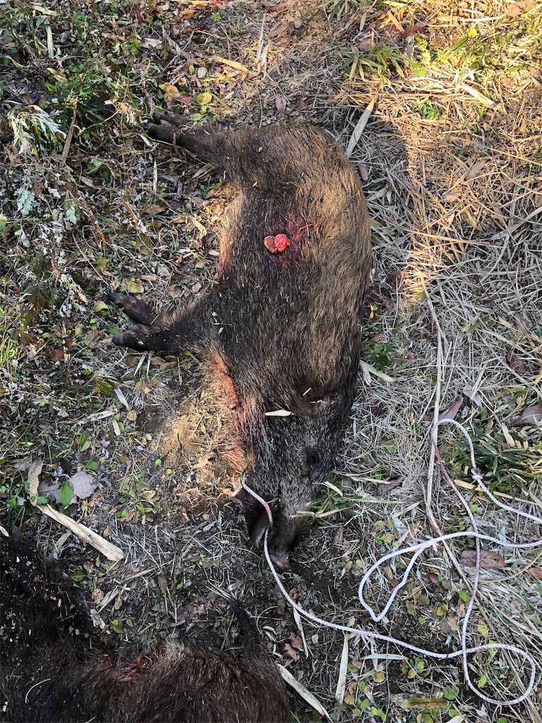 f:id:fukagon2002:20190113225127j:image f:id:fukagon2002:20190113225127j:image
