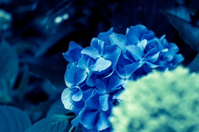 f:id:fukaiao:20200716100016j:image f:id:fukaiao:20200716100016j:image