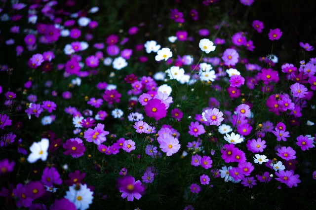 f:id:fukaiao:20200828233958j:image f:id:fukaiao:20200828233958j:image