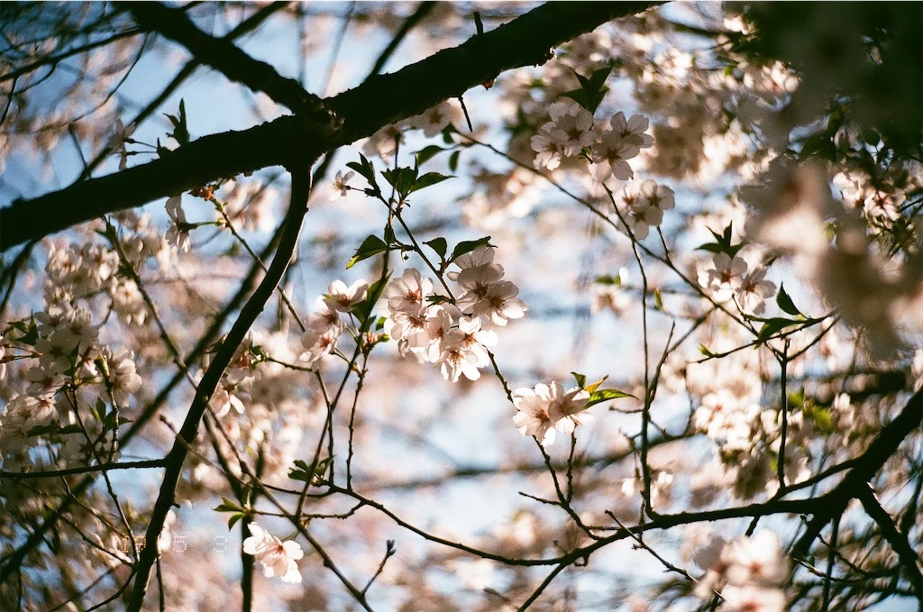 f:id:fukainemumi_zzz:20210311102105j:image