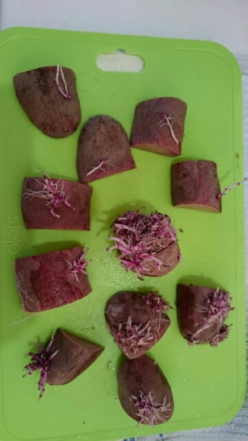 f:id:fukamiruli:20170201101335j:image f:id:fukamiruli:20170201101335j:image