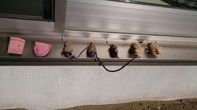 f:id:fukamiruli:20170201101720j:image f:id:fukamiruli:20170201101720j:image