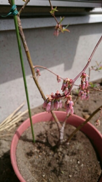 f:id:fukamiruli:20170412104956j:image f:id:fukamiruli:20170412104956j:image