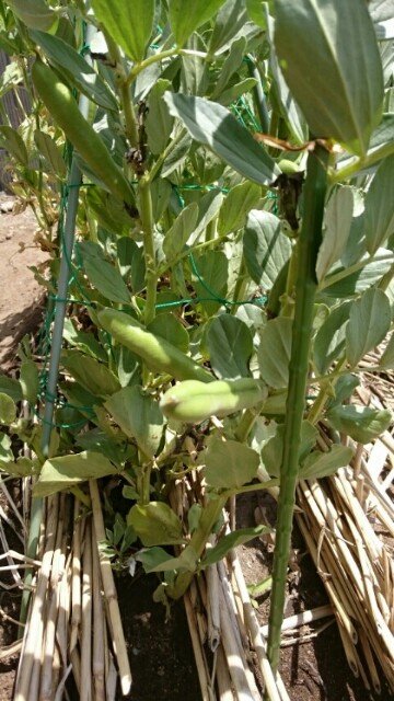 f:id:fukamiruli:20170506123707j:image f:id:fukamiruli:20170506123707j:image