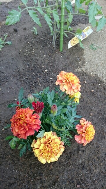 f:id:fukamiruli:20170519195127j:image f:id:fukamiruli:20170519195127j:image