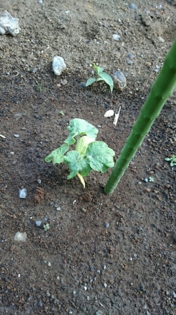 f:id:fukamiruli:20170519195452j:image f:id:fukamiruli:20170519195452j:image