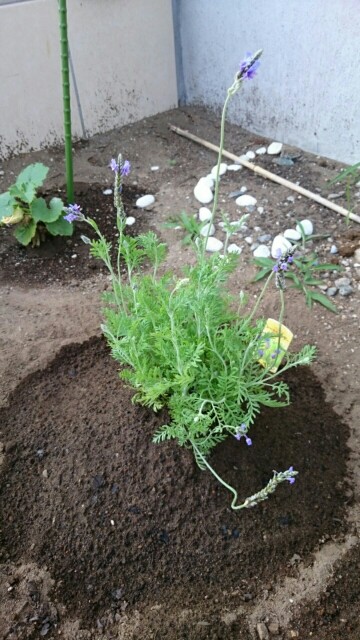 f:id:fukamiruli:20170611152925j:image f:id:fukamiruli:20170611152925j:image