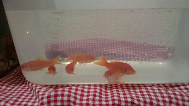 お祭りで掬ってきた金魚 塩浴中 ふかみんの日々の記録