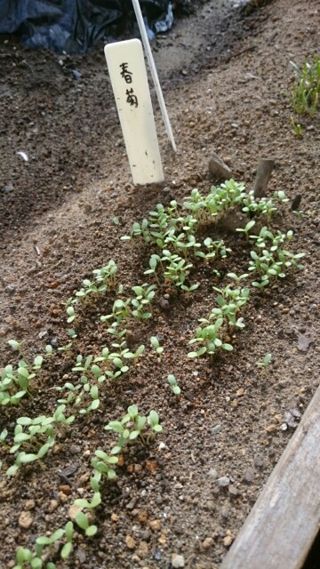 f:id:fukamiruli:20171018131045j:image