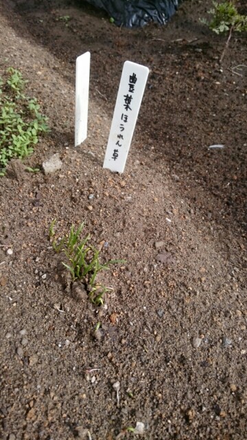 f:id:fukamiruli:20171018131532j:image