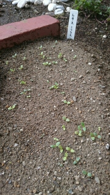 f:id:fukamiruli:20171018131801j:image