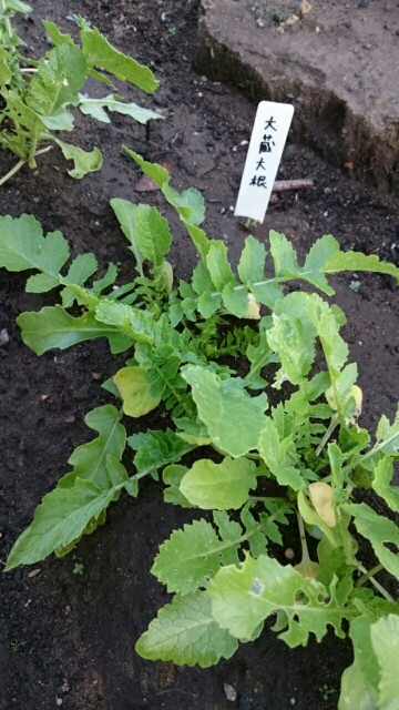 f:id:fukamiruli:20171202162153j:image f:id:fukamiruli:20171202162153j:image