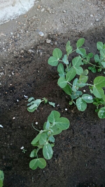 f:id:fukamiruli:20171202165148j:image f:id:fukamiruli:20171202165148j:image