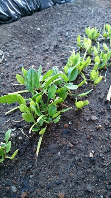 f:id:fukamiruli:20171202171333j:image f:id:fukamiruli:20171202171333j:image