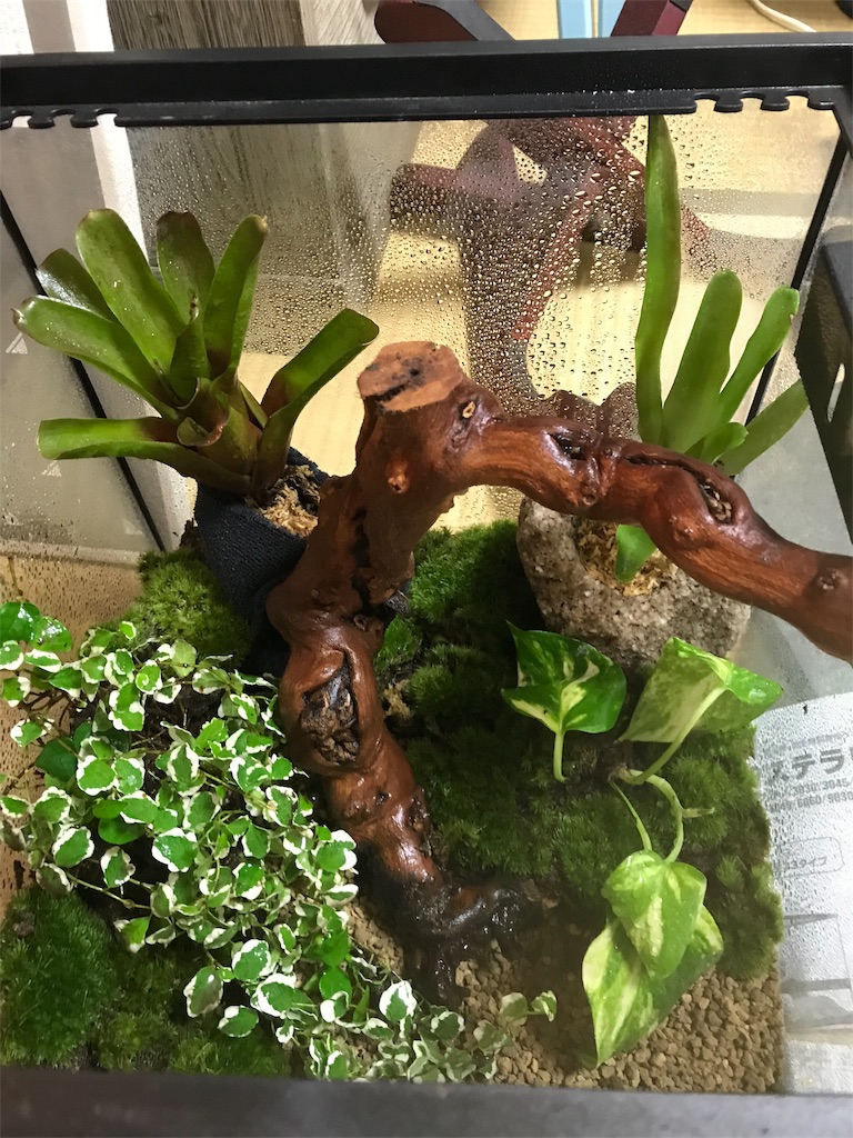 ヤドクガエル飼うまで 最終章 生き物日記